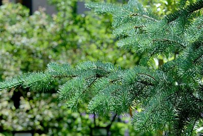 Pseudotsuga glauca 'Blue Wonder' - douglaska sivá - letní větev